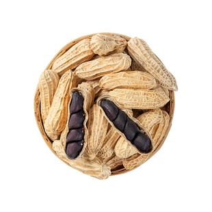 云南黑花生普洱2025晒干新货种带壳花生米七彩新鲜种子原味休闲