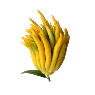 【金佛手中果】佛手果金华佛手鲜果佛手柑水培养新鲜食用观赏闻香