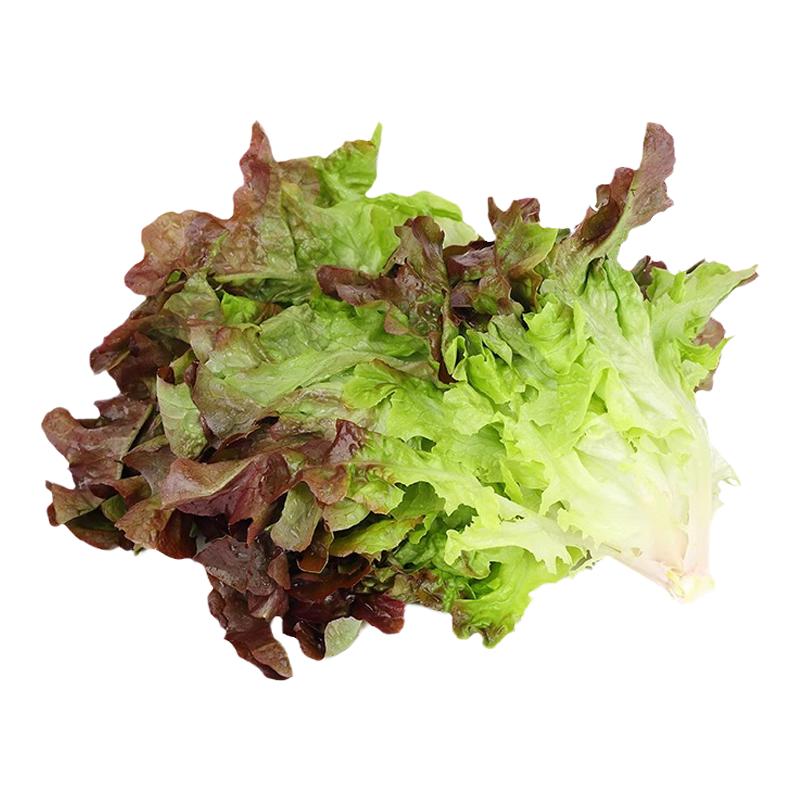 红橡叶生菜新鲜西餐蔬菜沙拉食材烤肉健身轻食500g红叶生菜