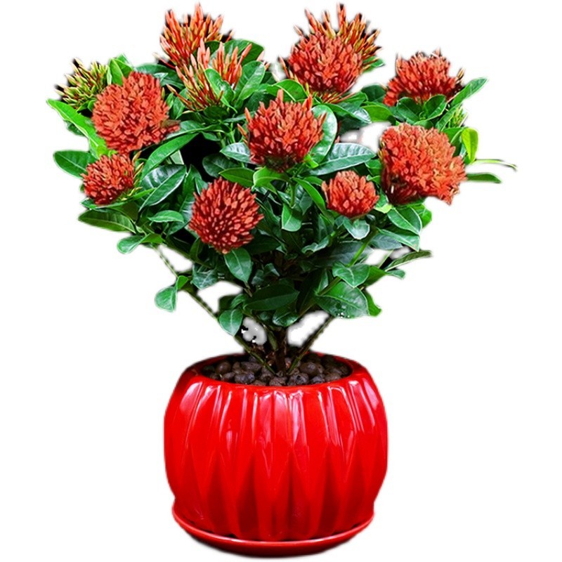 庭院冲量促销花卉龙船花四季开花