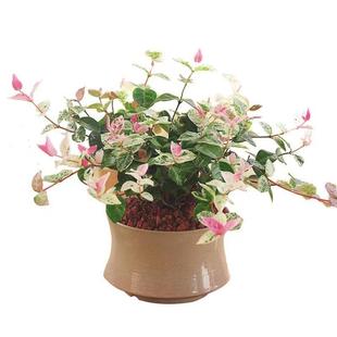 花叶络石植物五彩盆栽盆景垂吊藤花攀援阳台庭院花卉黄金络洛石