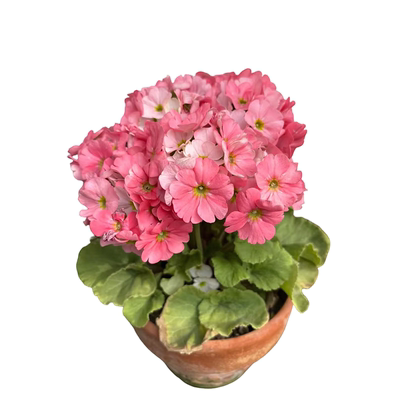 四季樱草盆栽超级耐寒樱花盆栽