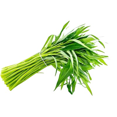 春季热卖空心菜种子大全