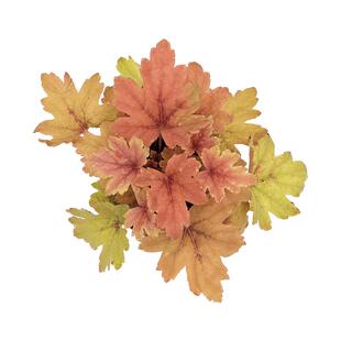 海蒂的花园旗舰店矾根花卉盆栽耐阴耐寒阳台庭院植物四季观叶绿植