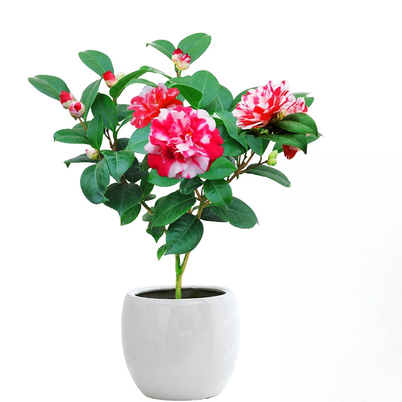 花露珍茶花盆栽较耐寒耐热品种