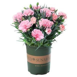 康乃馨盆栽带花苞四季花卉室内花阳台石竹观花植物好养易活大花苗