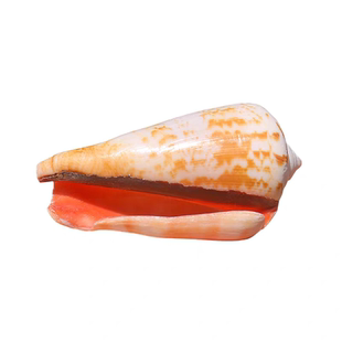 天然海螺贝壳虹口螺稀有标本水族鱼缸造景装饰品创意橱窗拍摄道具