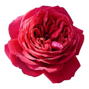 浩田花苑庭院多季阳台藤本丰花 玫瑰国度天使 攀爬月季 耐寒