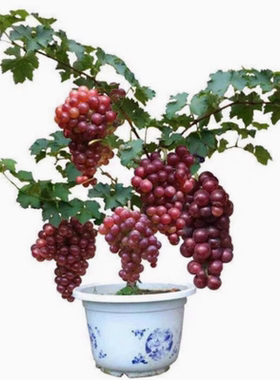 巨峰葡萄树苗阳光玫瑰葡萄树苗无籽南方北方种植盆栽庭院爬藤果树