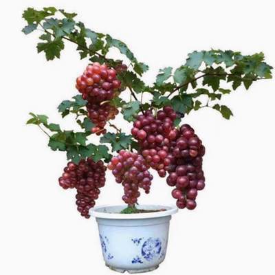 巨峰葡萄树苗阳光玫瑰葡萄树苗无籽南方北方种植盆栽庭院爬藤果树
