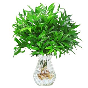驱蚊竹柏发财树竹子水培绿植盆景栽桌面花卉室内好养四季常绿水养