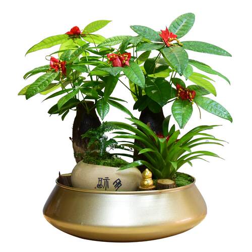 发财树大盆栽招财绿植物室内客厅好养易活花卉四季常青开业送礼