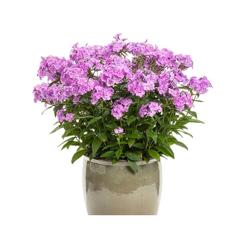 低矮耐寒芝樱花种子福禄考花籽花种四季室外北方阳台见土就活花种