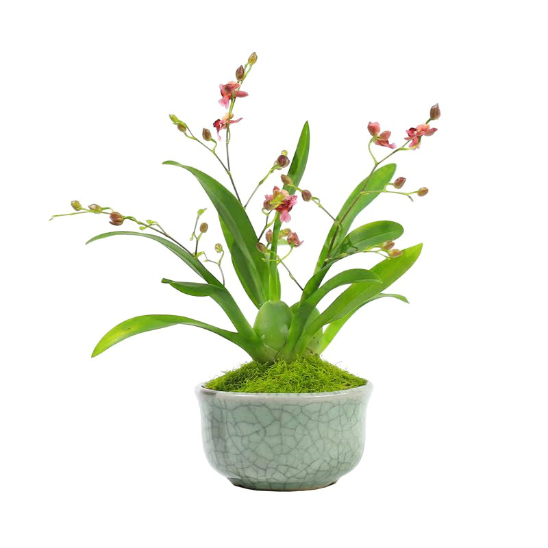 适合幼儿园植物小盆栽花年宵花