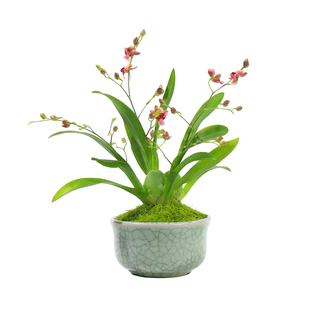 文心兰梦香兰小兰花苗好养易活的绿植花卉盆栽客厅花卉植物室内花