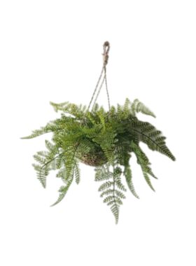 仿真绿植绿植吊篮蕨类款