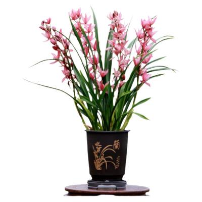 翁源兰花大花蕙兰国香美人带花香