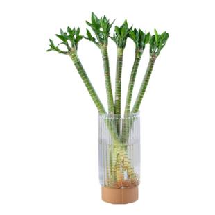 多头龙竹粗壮富贵竹水养带根室内客厅植物盆栽节节高招财转运竹