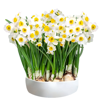 漳州重瓣水仙花种球室内冬季开花