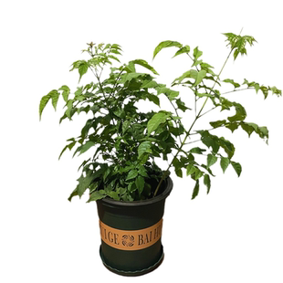 凌霄花苗爬藤爬墙带花耐寒阳台盆栽多季无刺炮仗花庭院植物当年开