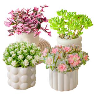 多肉植物大老桩多头群生组合小盆栽绿植花卉室内桌面含带陶瓷花盆