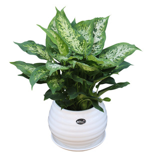 春羽盆栽春雨喜林芋羽叶植物小天使室内净化空气耐阴绿植送货上门