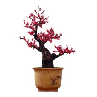 梅花盆栽老桩红梅腊梅盆景树苗庭院好养花卉耐寒植物室内阳台花苗