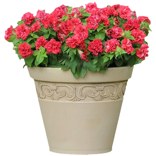 进口重瓣矮牵牛种子二重唱双瀑布泛美花籽室内四季阳台盆栽室外孑