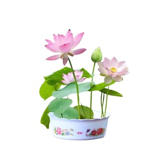 水培植物碗莲种籽子适合冬天种冬季不怕冻的花睡莲池塘水养荷花苗