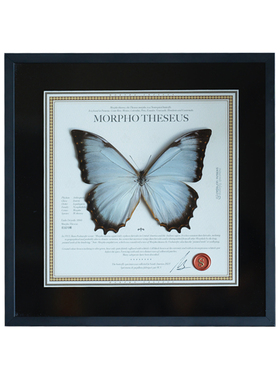 花冠闪蝶真蝴蝶标本节日礼物