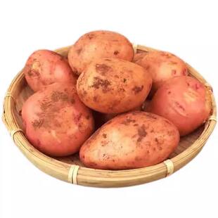 特产黄心土豆种发芽早熟高产贵州秋冬季老品种洋芋马铃薯