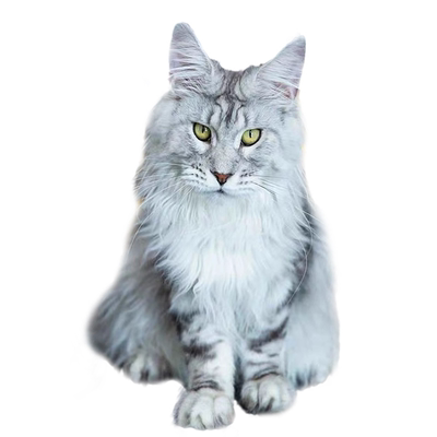 纯种俄血大体缅因猫全程淘宝付款