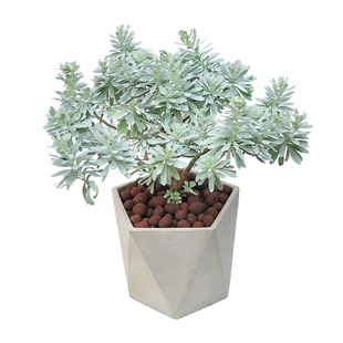 芙蓉菊盆栽植物室内外庭院老桩苗银叶菊清新冷淡银色雪艾盆景绿植