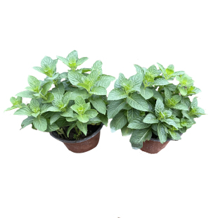 中华土薄荷苗盆栽驱蚊新鲜真正清凉野薄荷叶可食用四季水培正宗