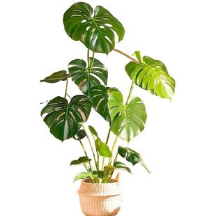 龟背竹客厅大盆栽绿植大叶老桩室内大型植物高级感落地禄植树好养