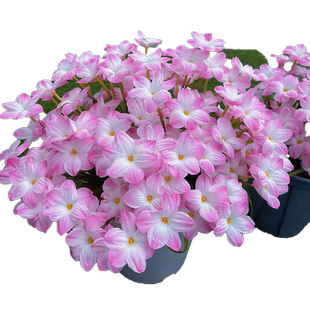 重瓣风雨兰种球胖丽丽球根花苗葱兰韭兰绿化庭院阳台盆栽四季开花