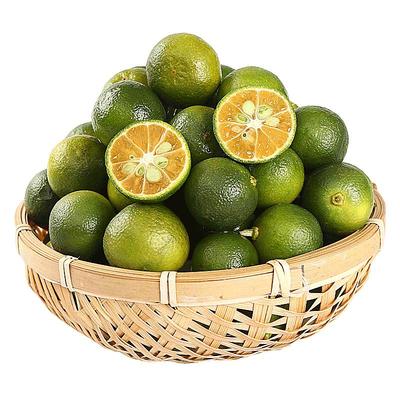 【奶茶店专用】海南小金桔