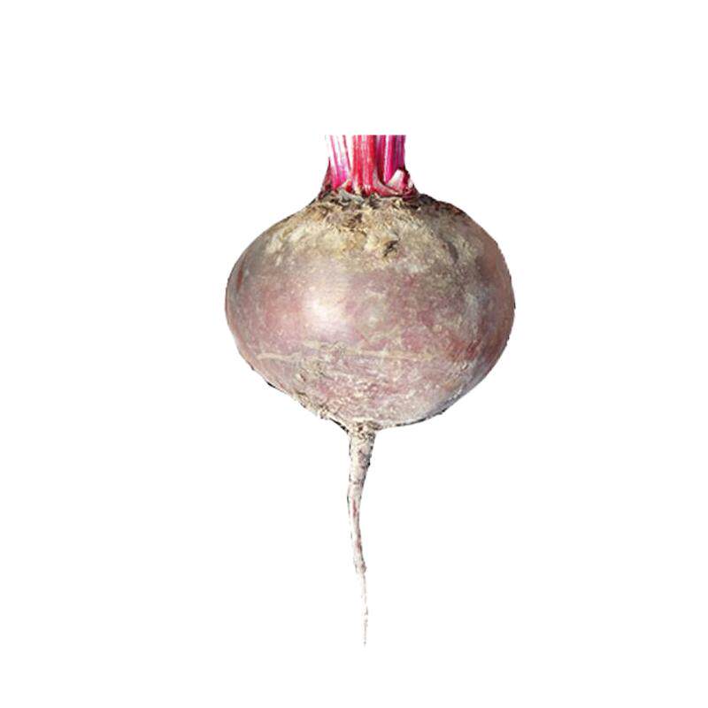 有机认证2026年新鲜甜菜红菜头甄选优质甜菜卡通包卡通馒头专用