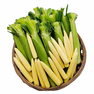新鲜玉米笋广西现摘玉米笋新鲜玉米水果玉米笋玉米芯沙拉蔬菜食材