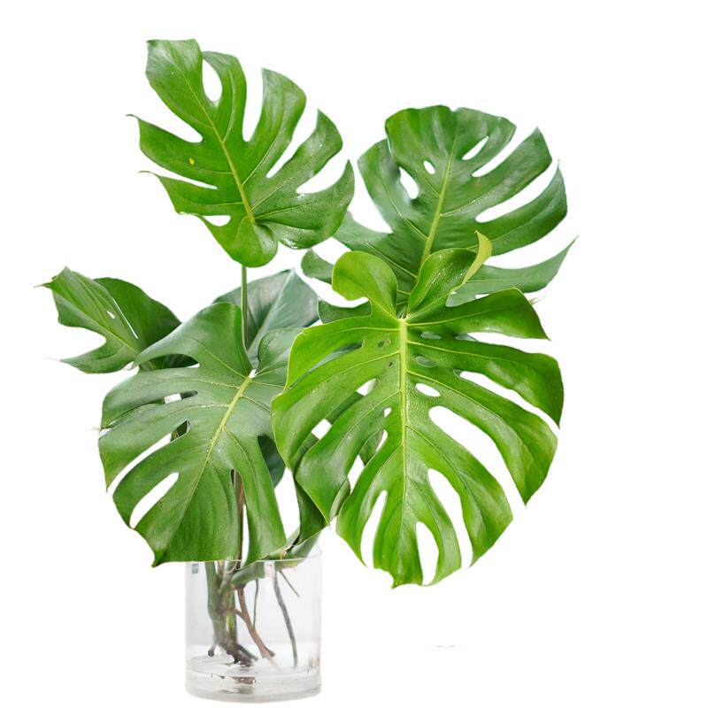龟背竹水培老桩龟背竹水培植物室内好养水养绿植四季水培植物客厅