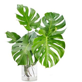 龟背竹水培老桩龟背竹水培植物室内好养水养绿植四季水培植物客厅