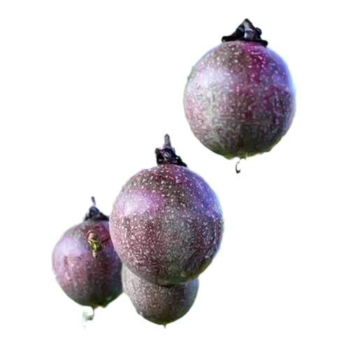 百香果树苗黄金9号百香果嫁接爬藤南方种植四季地栽水果树果苗