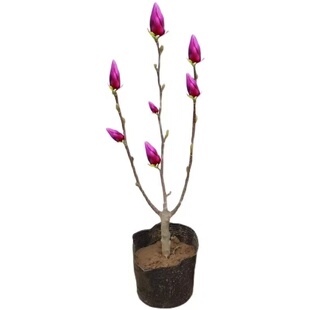 盆栽矮化嫁接玉兰苗紫玉兰花树苗红白黄玉兰南北方种耐寒花卉植物