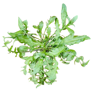 如皋野生荠菜新鲜农家野菜春天荠菜当季蔬菜饺子馅现挖现发嫩荠菜