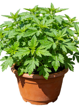 【可赏可食】益母草盆栽观叶植物可食用香草绿植室内外薄荷迷迭香