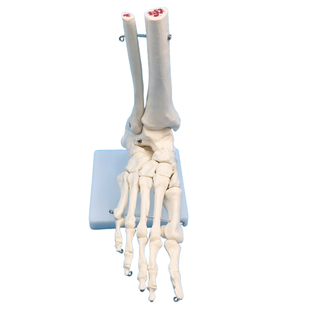 高端1:1脚关节展示模型 足关节 胫骨 腓骨 跗骨、跖骨和趾骨解剖