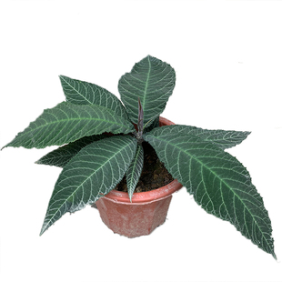 走马胎苗大小叶紫金牛血枫跌打马山猪药植物盆栽药用走马风苗马丝