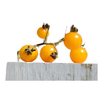 伊格尔哈特黄樱桃番茄种子传家宝