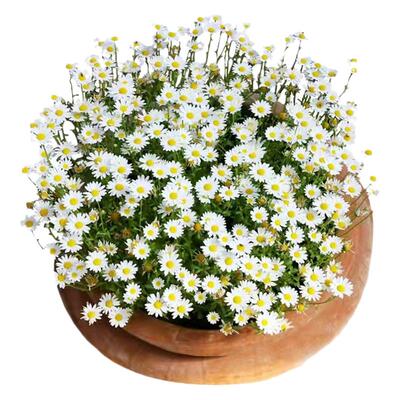 四季花卉室内外小雏种籽子洋甘菊