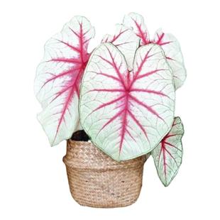 夏日微风南风魅力粉云粉色泡泡稀彩叶芋红色蔓延植物盆栽粉色飞溅